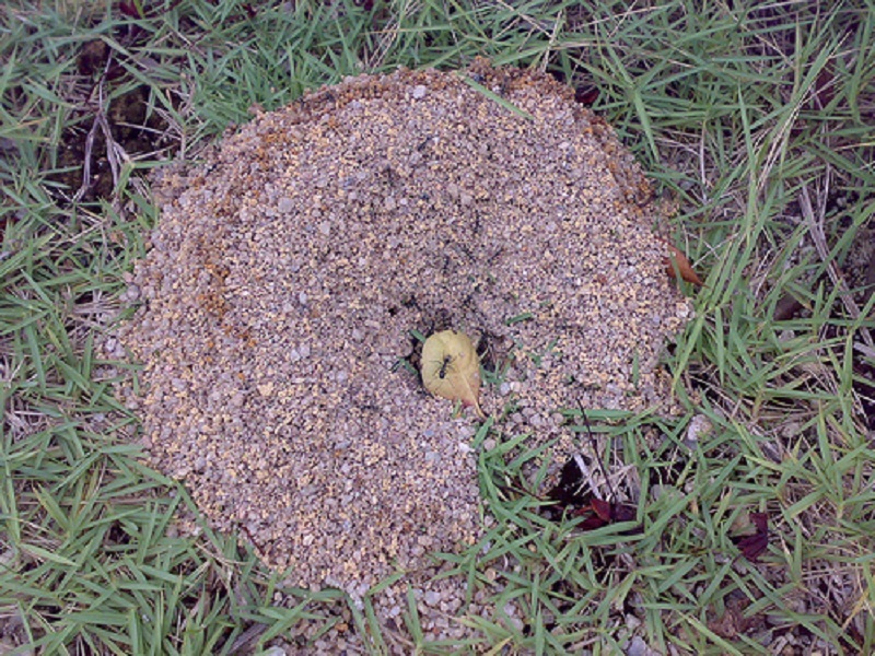 New Project: Make an Ant Farm