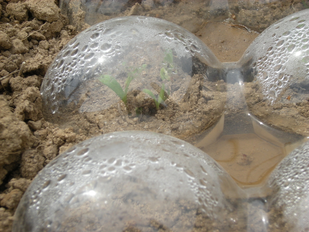 New Project: Cheap & Easy Mini-Greenhouses